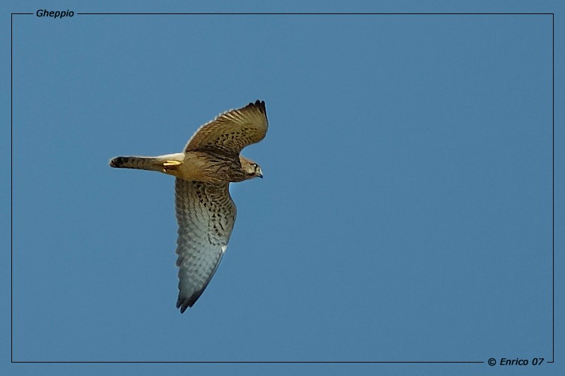 Animali 104.jpg